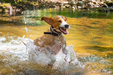 Angry dog jumping in the river raged showing teethの写真素材