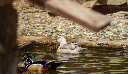 A light-colored female wood duck gliding in a rocky pond enclosure, with a male duck in the foregroundの写真素材