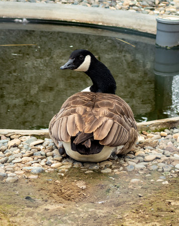 Canada goose sitting on pebbled ground near a pond, its black head turned slightly to the sideの写真素材
