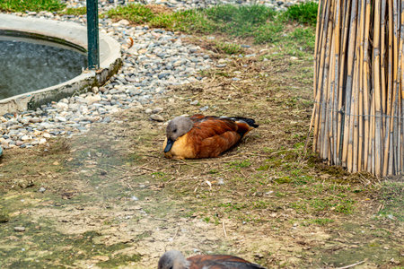 Brown Ruddy Shelduck with a gray head lying on patchy dirt beside a bamboo fence in captivityの写真素材