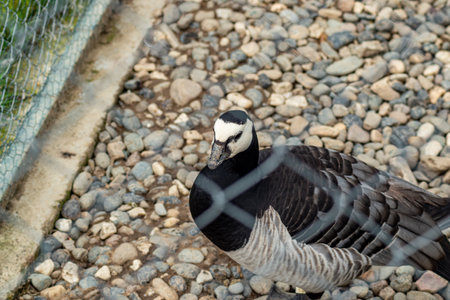 Close-up of a Barnacle Goose with black and white plumage behind wire mesh in captivityの写真素材