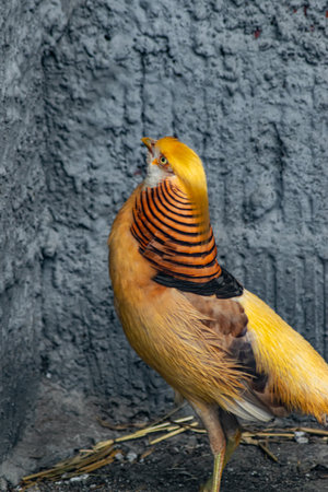 A golden pheasant with vibrant plumage standing against a textured gray wall in a habitatの写真素材