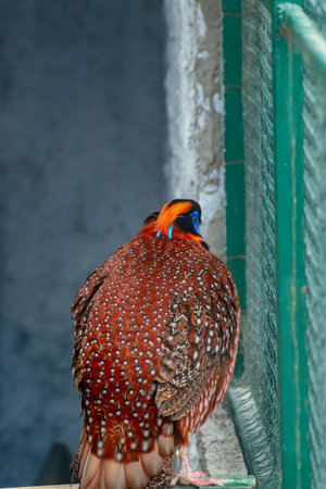 Rear view of a vibrant pheasant with intricate spotted plumage, standing near a metal fence enclosureの写真素材