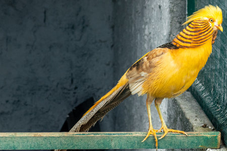 A colorful golden pheasant standing on a perch, staring through a wire mesh enclosureの写真素材