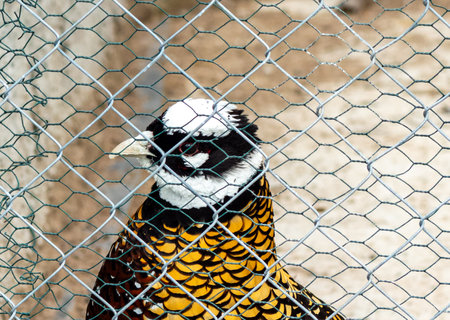 Beautiful pheasant with bright golden plumage and black-and-white facial markings behind a fenceの写真素材
