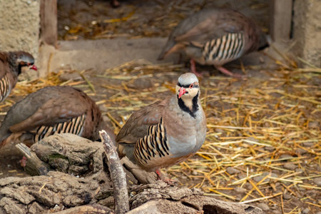 Close-up of a chukar partridge with red beak and striped plumage in a natural aviary setting