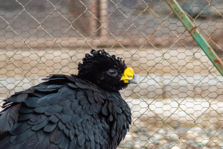 Side view of a black Great Curassow bird with ornate plumage and yellow face marking at the fence