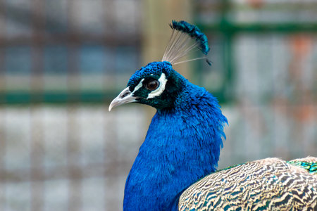 Focused portrait of a blue peacock with vibrant colors and intricate feather patterns on display