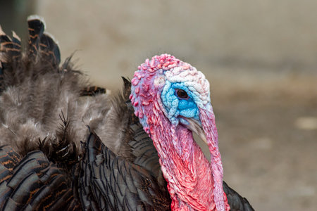 Close-up of a male turkey with colorful head and detailed feathers in a natural outdoor setting