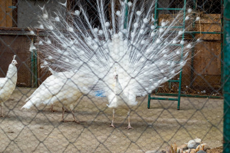 Magnificent feather display by white peacock behind metal fence in a quiet animal park settingの写真素材