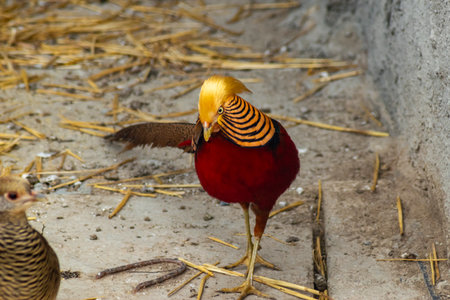Brightly colored golden pheasant standing on the ground, showing its stunning golden crest and intricate feather patternsの写真素材