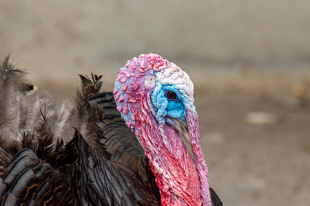 Portrait of a proud tom turkey showing vivid red and blue facial features and fanned feathersの写真素材