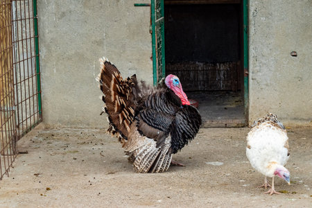 Proud male turkey displays puffed feathers while female walks nearby inside a fenced bird penの写真素材