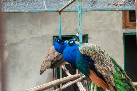 Two majestic peacocks resting together on wooden branches showing colorful feathers and vivid plumageの写真素材