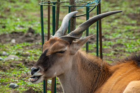 Large antelope resting peacefully on green pasture with closed eyes in sunlight