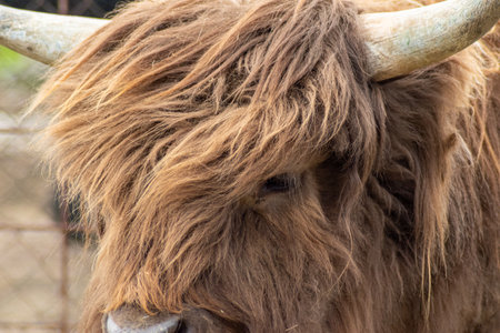 Close-up of highland cattle with thick shaggy fur and curved horn showing peaceful expression