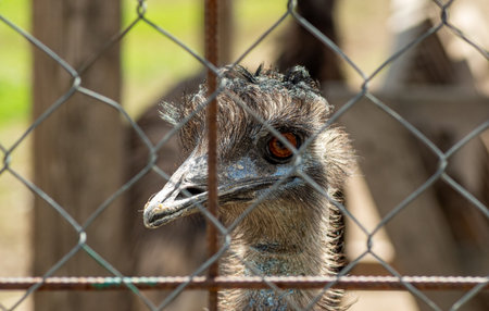 Big-eyed emu face framed by diagonal wire fence in strong sunlight on warm outdoor dayの写真素材