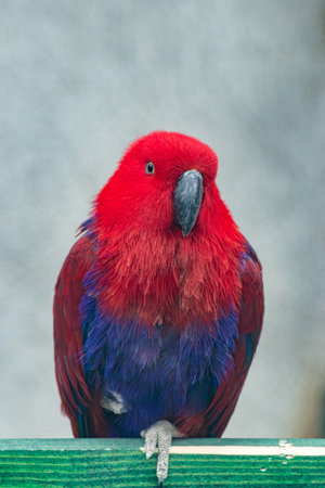 Detailed portrait of a beautiful parrot with red head and purple body feathers against neutral backdropの写真素材