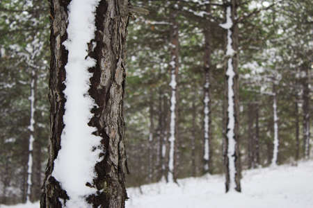 pine with snow in winterの写真素材