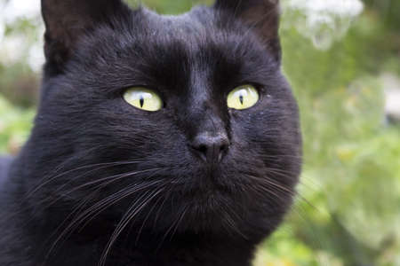 black catの写真素材