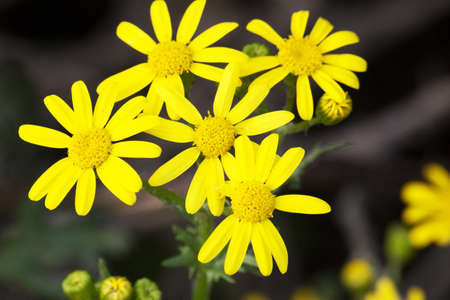 Yellow flowers in the sun