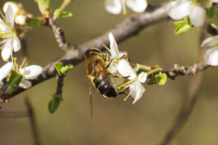Bee closeup