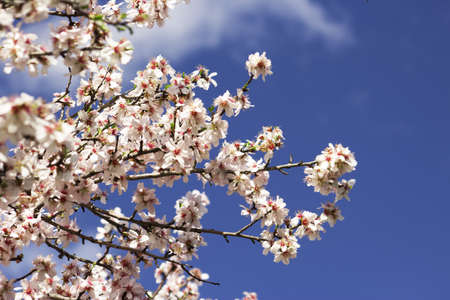 Beautiful blooming apricot tree over blue sky