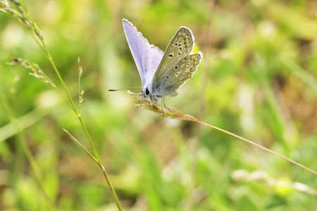 beautiful butterfly in nature  macro