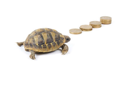 Turtle on moneyの写真素材