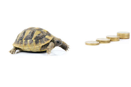 Turtle on moneyの写真素材