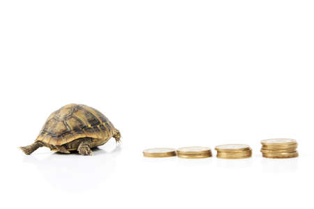 Turtle on moneyの写真素材
