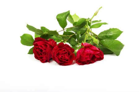 rosesの写真素材