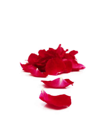 rose petalsの写真素材