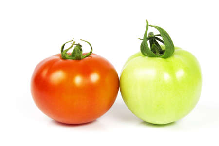Red and green tomatoesの写真素材