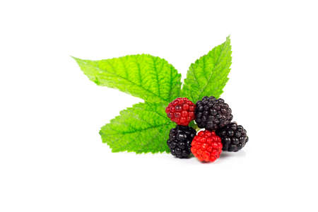 Forest fruits with leaves on white background. Blackberries and raspberriesの写真素材