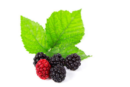 Forest fruits with leaves on white background. Blackberries and raspberriesの写真素材