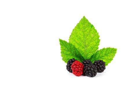 Forest fruits with leaves on white background. Blackberries and raspberriesの写真素材
