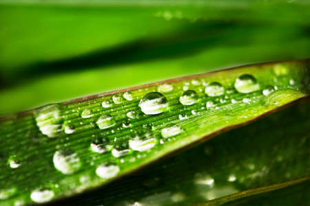 macro shot of water drops on a leafの写真素材