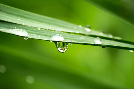 Close up of green grass with drops of waterの写真素材