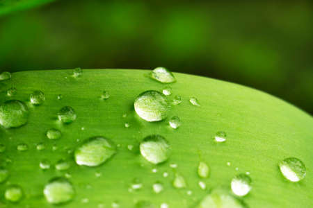 Close up of green grass with drops of water