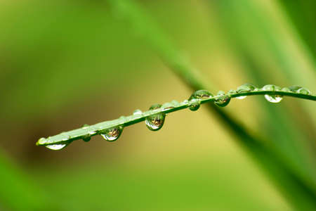 Close up of green grass with drops of waterの写真素材