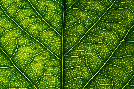 Close up of a green leafの写真素材