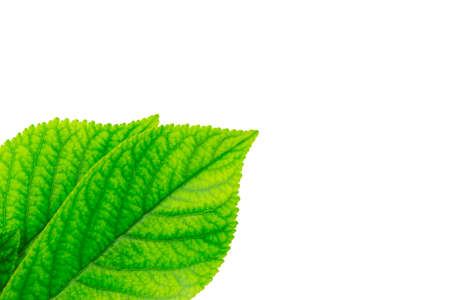 Green leaves on white background