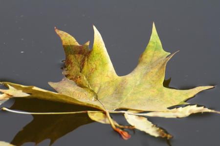 autumn leaf
