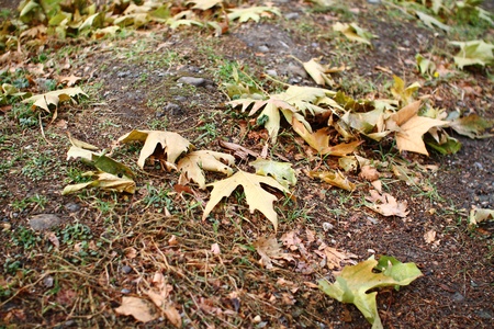 autumn leafの写真素材