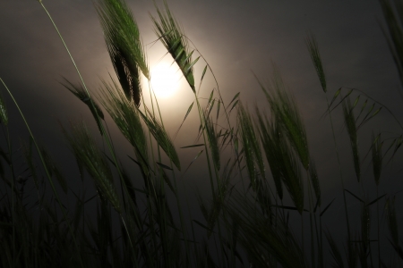 grassの写真素材