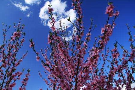 Japanese cherryの写真素材