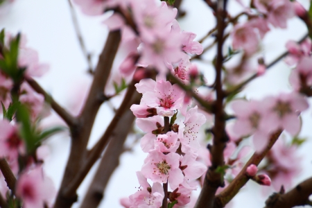 springの写真素材