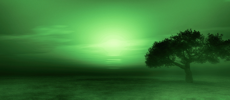 tree on field sunriseの写真素材