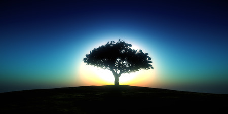 tree sunset in fieldの写真素材